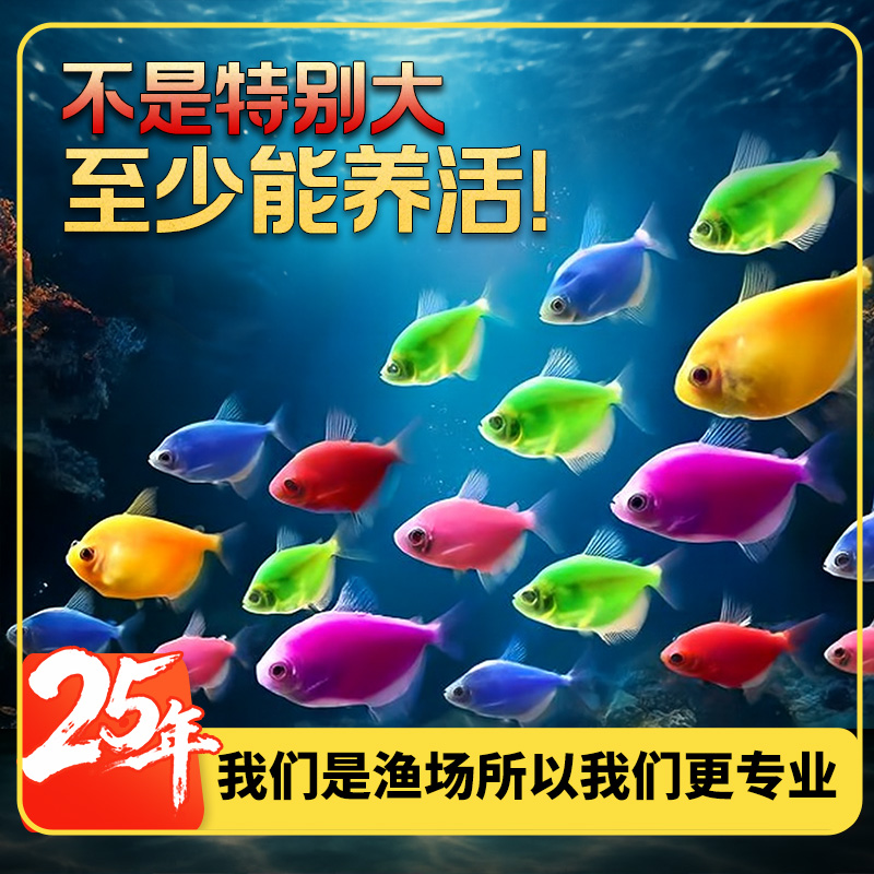 【直播专用】糖果色天使拉拉鱼活体观赏鱼热带鱼活鱼小型鱼混养