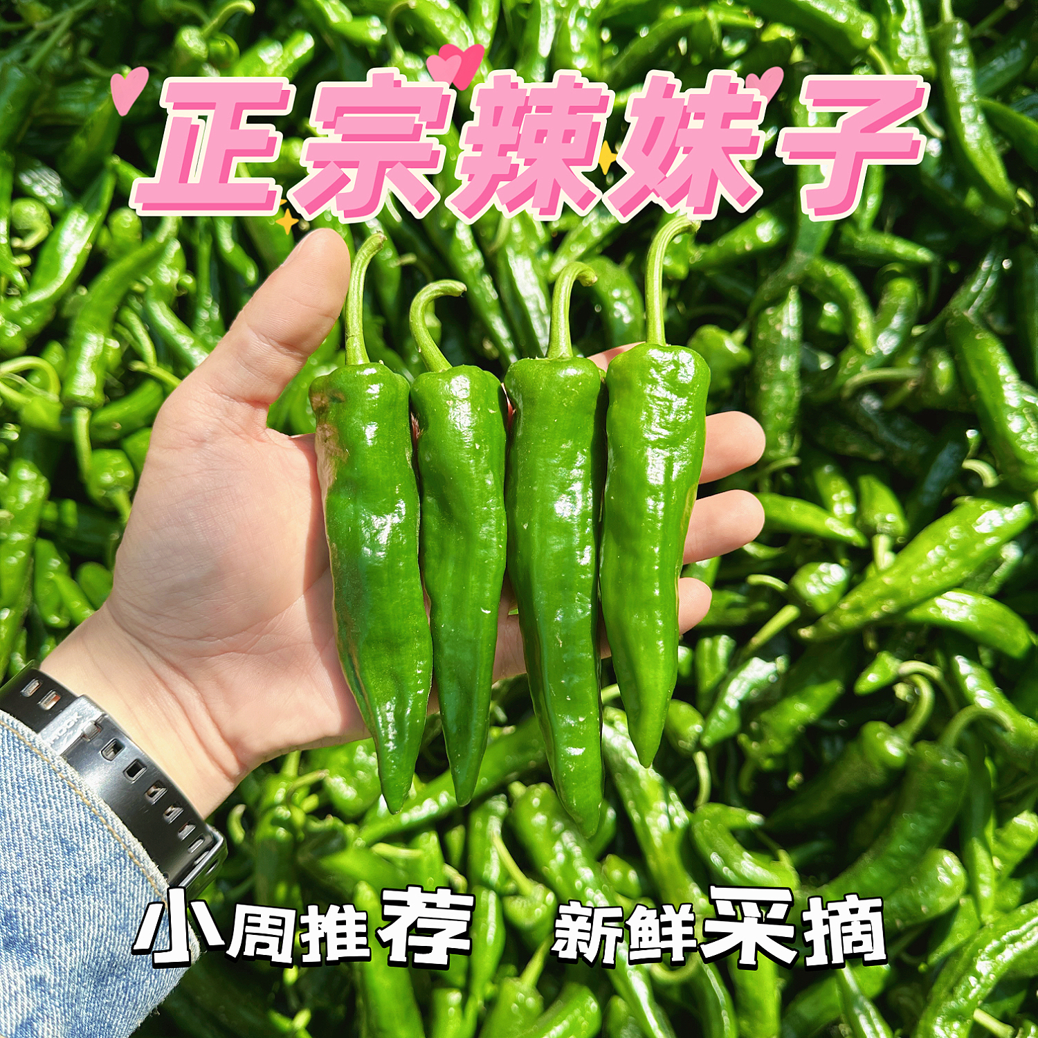 〔新鲜辣椒〕蔬菜之乡辣妹子辣椒特辣特香皮薄肉脆现摘现发