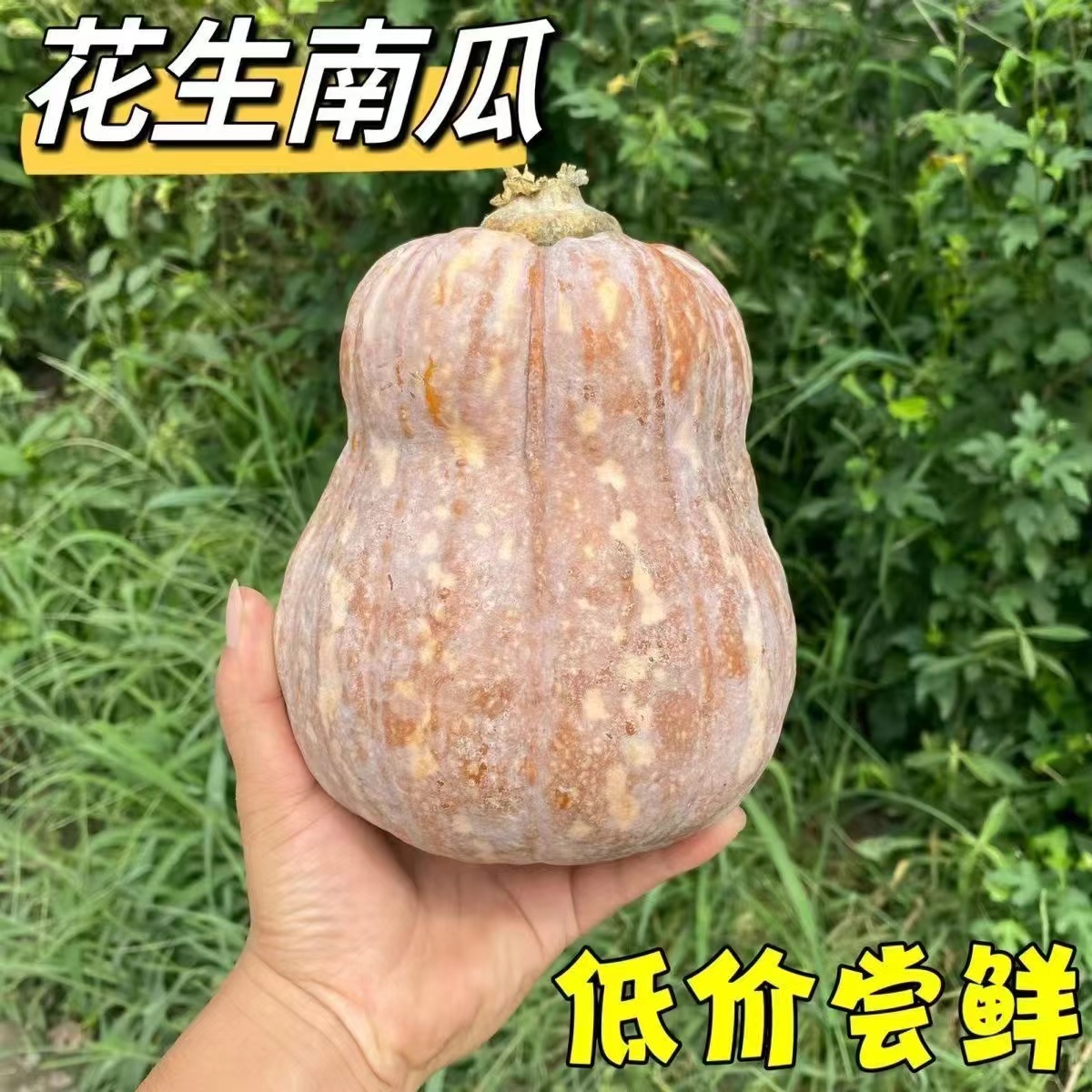 武当山金香南瓜新鲜当季蔬菜甜糯可口可作宝宝辅食花生小南瓜