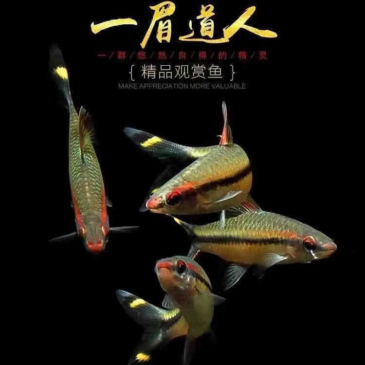 观赏鱼一眉道人热带活体苗群游草缸淡水新手混养灯科好养中小型鱼