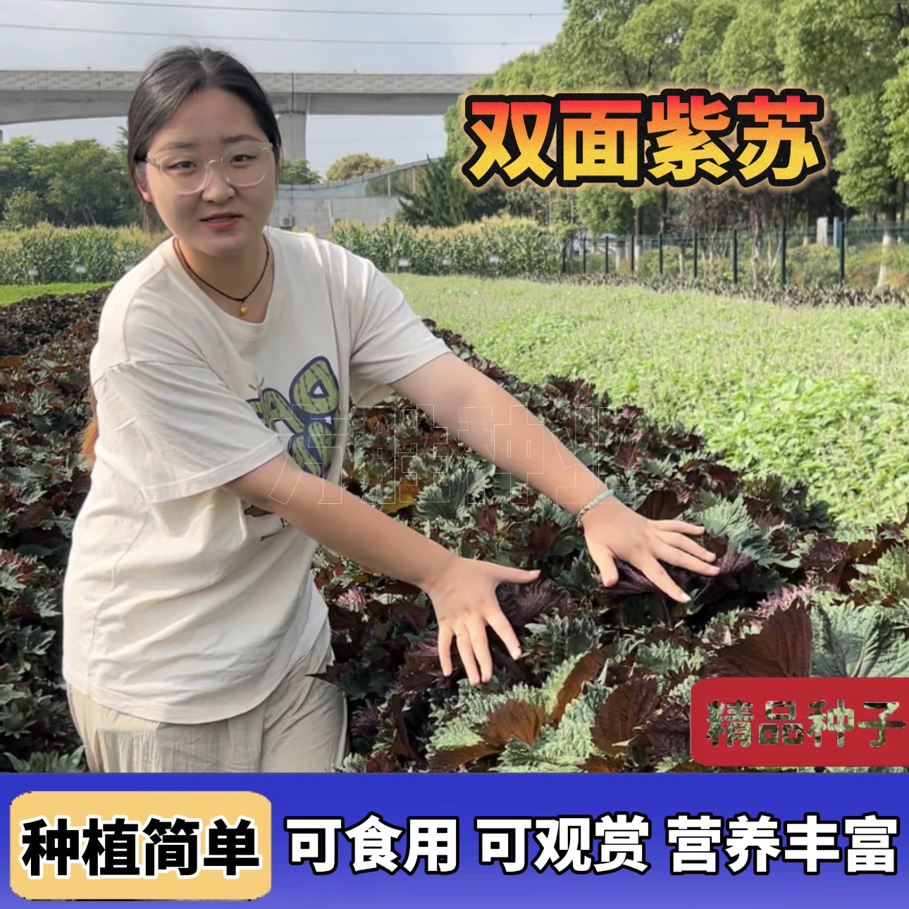 双面紫苏种子 当季新种紫苏籽双面色苏紫四季阳台小院均可种植