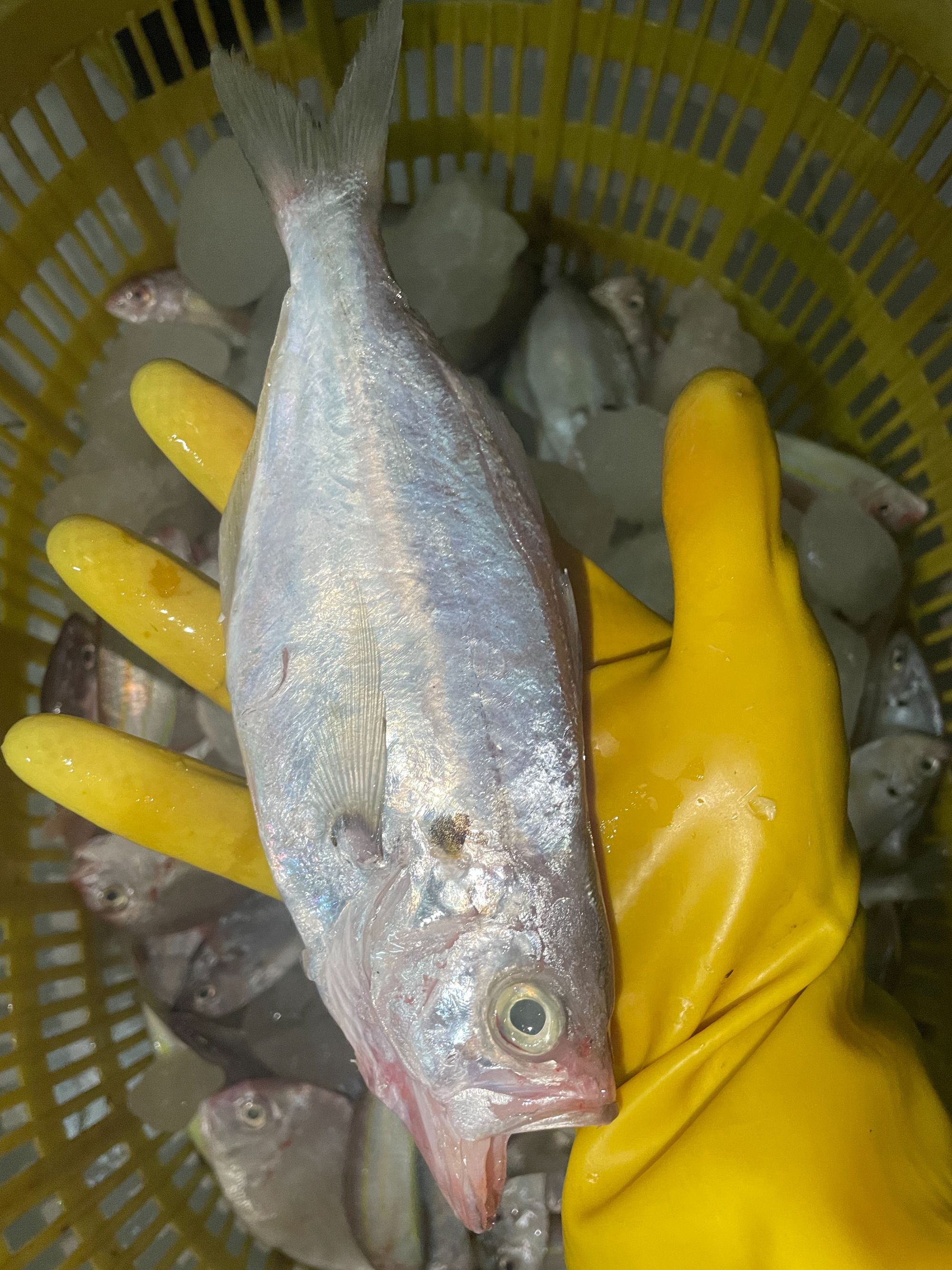 博贺渔港小海杂鱼500克