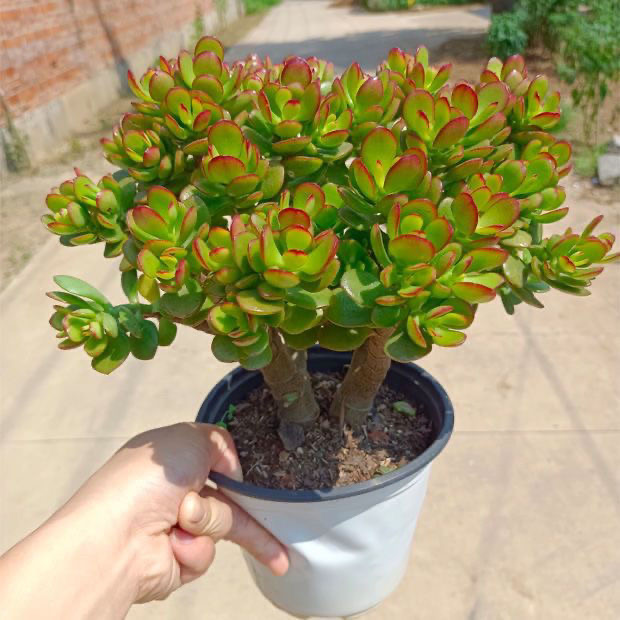 新疆西藏包邮姬红花月红叶玉树老桩多肉植物盆栽群生多头绿植花卉