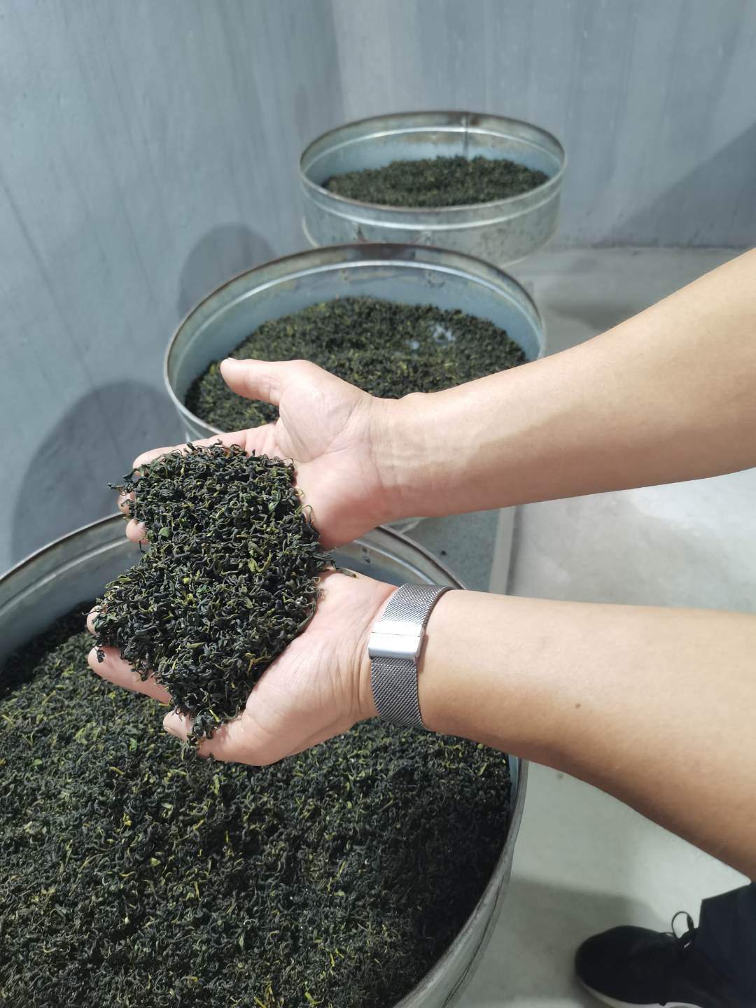 桃林豌豆香口粮茶耐泡