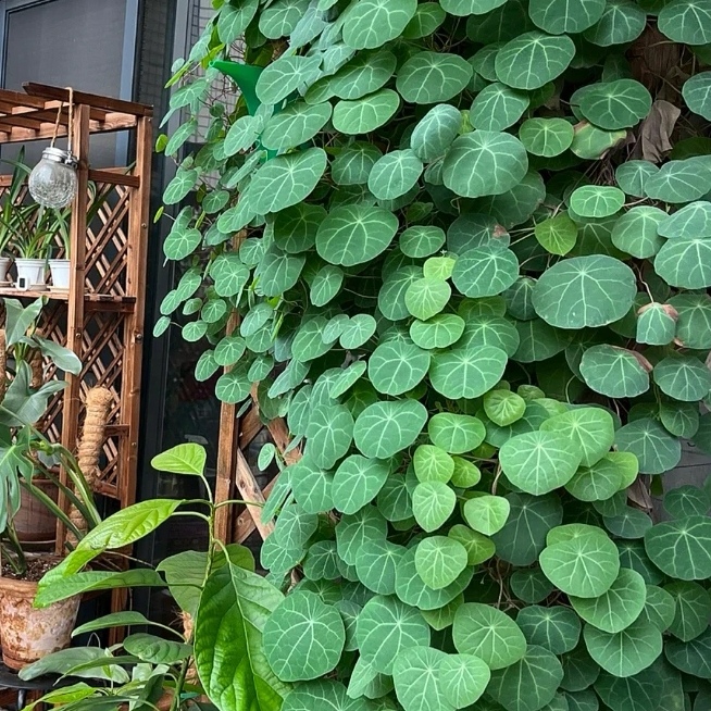 精品云南红藤圆叶 爬藤植物 阳台 客厅 庭院造景 挑形状好的发货