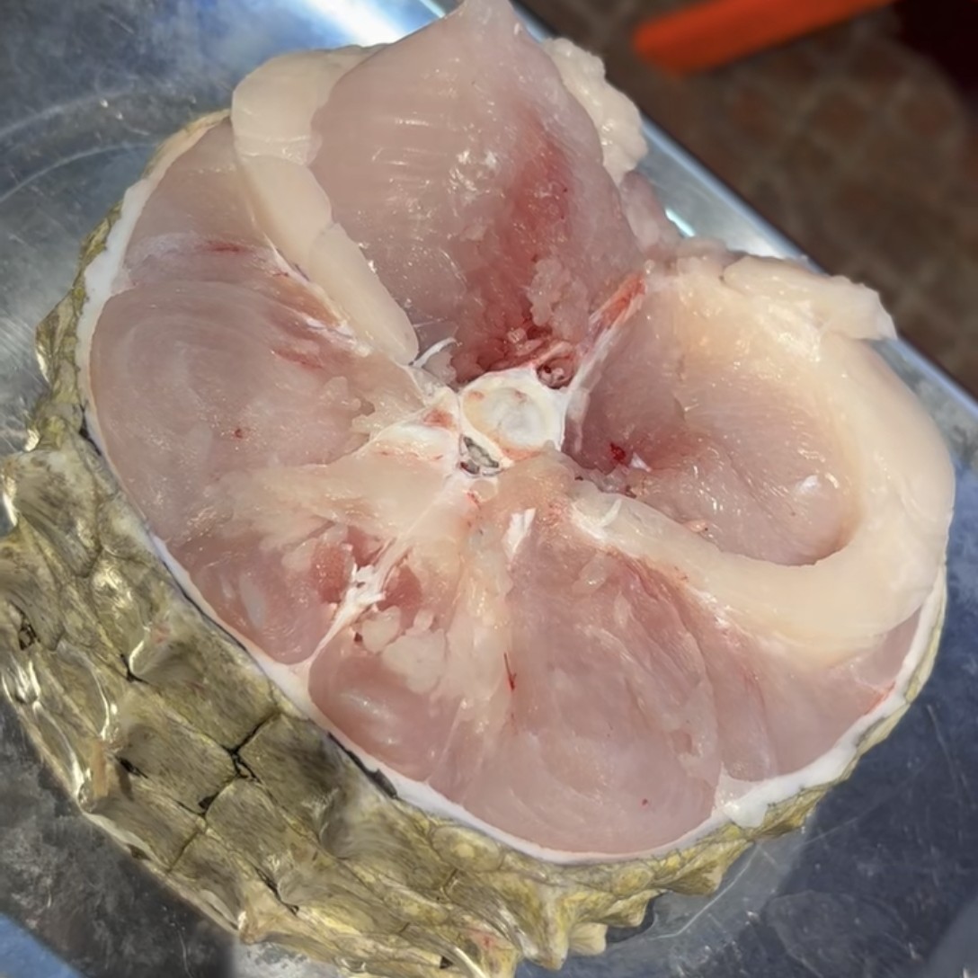 新鲜现杀人工养殖鳄鱼尾巴中段可适合涮火锅