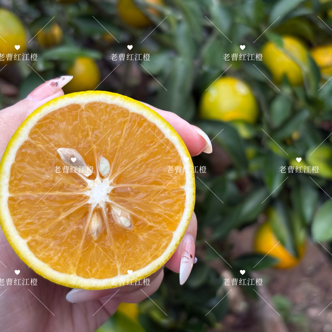 （红江农场中大果）广东省湛江市廉江市红江农场正宗红江橙