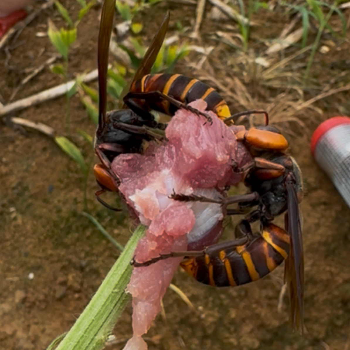 现泡金环虎头蜂农产品300只（送20只）