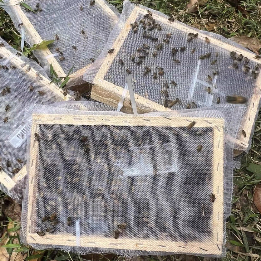 带开产王带脾中蜂蜂群活体处女王笼蜂种群出售包邮