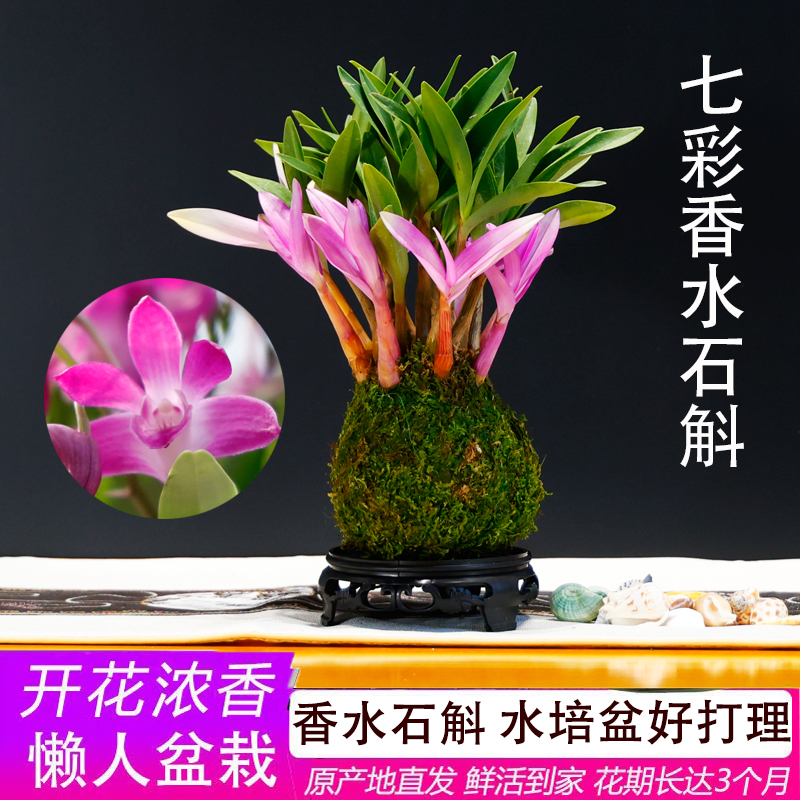七彩香水石斛兰花苗冬季带花苞室内外好养花卉绿植盆栽