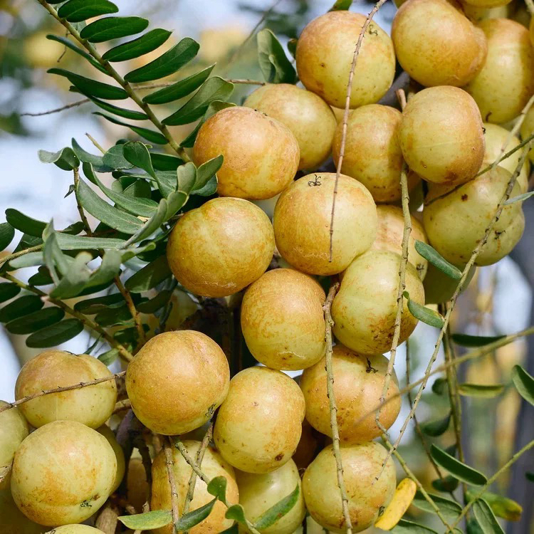 新鲜油甘果清甜回甘甜