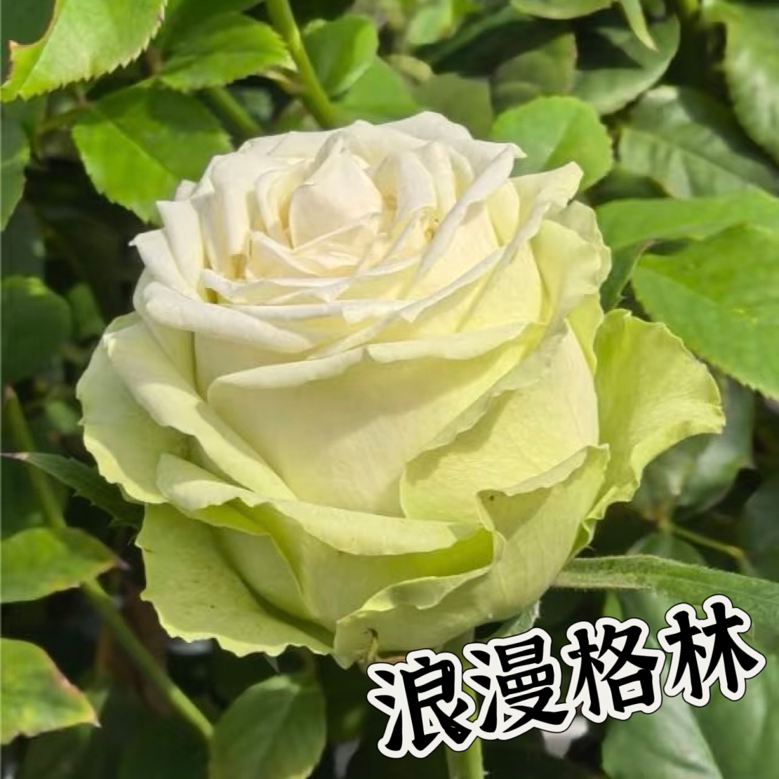 【浪漫格林】精选月季 耐热切花高杯 纯露天高抗适应性强实生根接苗