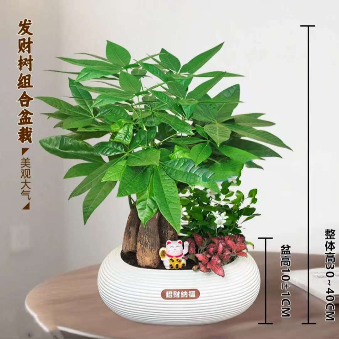 发财树组合盆栽室内吸甲醛净化空气好养桌面绿植
