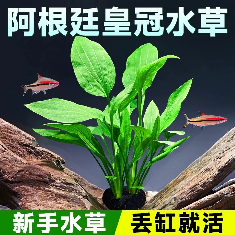 【阿根廷皇冠坨草】鱼缸水草水陆缸造景挺水植物溪流缸南美鱼缸种植
