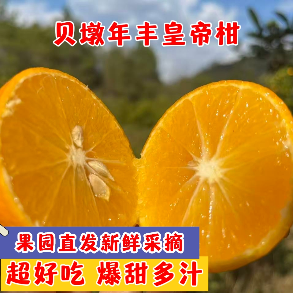 广东省河源市和平县贝墩年丰皇帝柑新鲜当季果园产地直发皮薄多汁