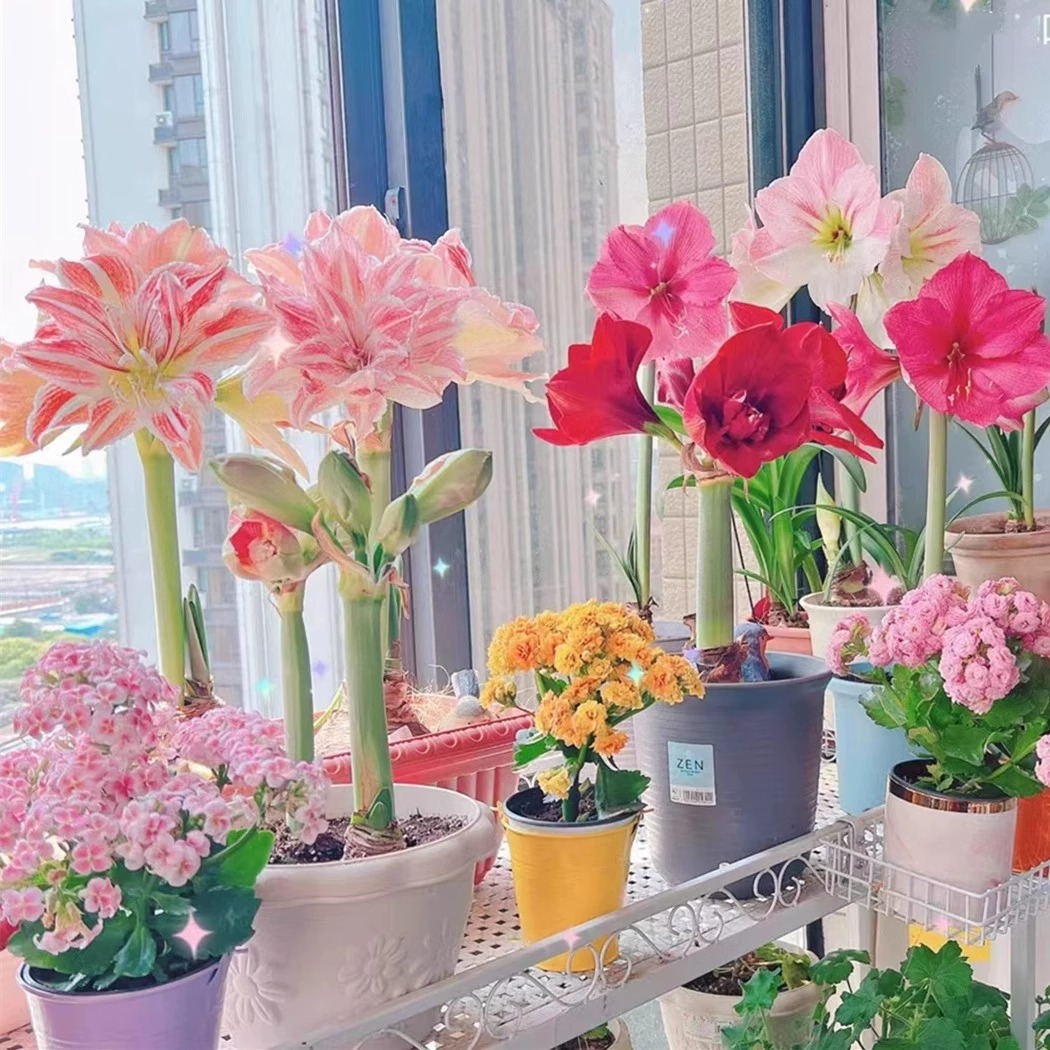 进口重瓣朱顶红种球庭院阳台盆栽花卉対子莲球根四季植物当年开花