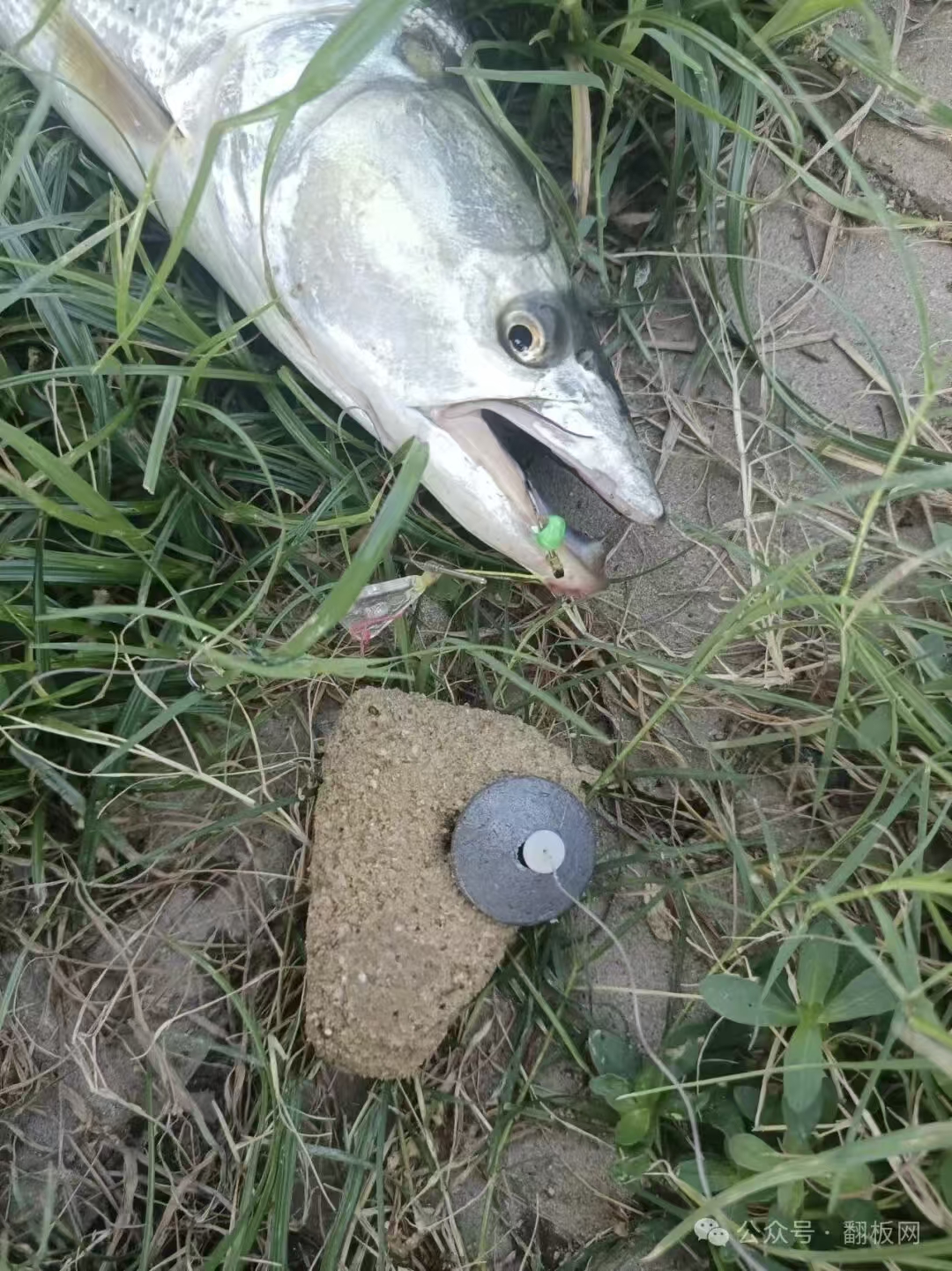 【响板匀雾糠饼】层层均匀雾化 纯天然谷物清香  翻板野钓大鱼首选