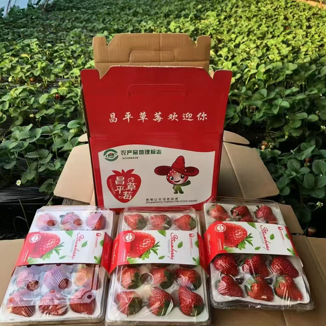 北京昌平兴寿新鲜红颜草莓