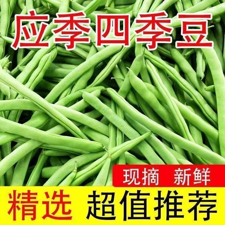 云南露天种植新鲜现摘四季豆脆嫩多汁时令蔬菜