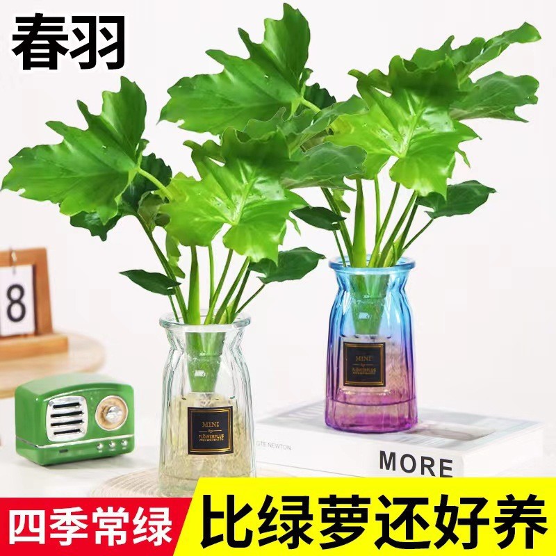 水培春羽吸醛客厅绿植室内花卉水养大叶绿萝好养盆栽植物观音竹