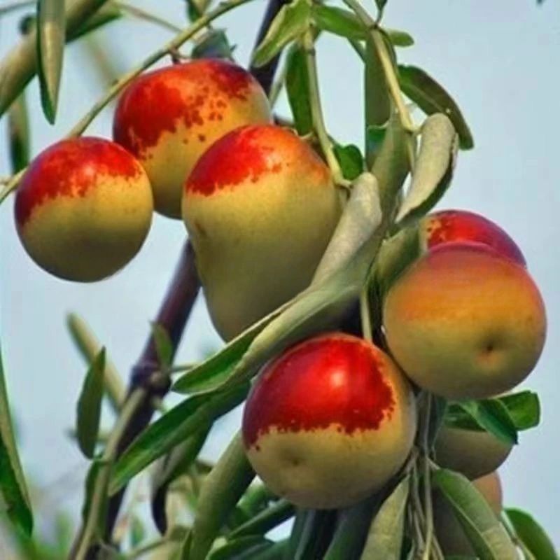 嫁接枣树苗冰糖枣耐寒耐旱冬季苗盆栽地栽南北方种植