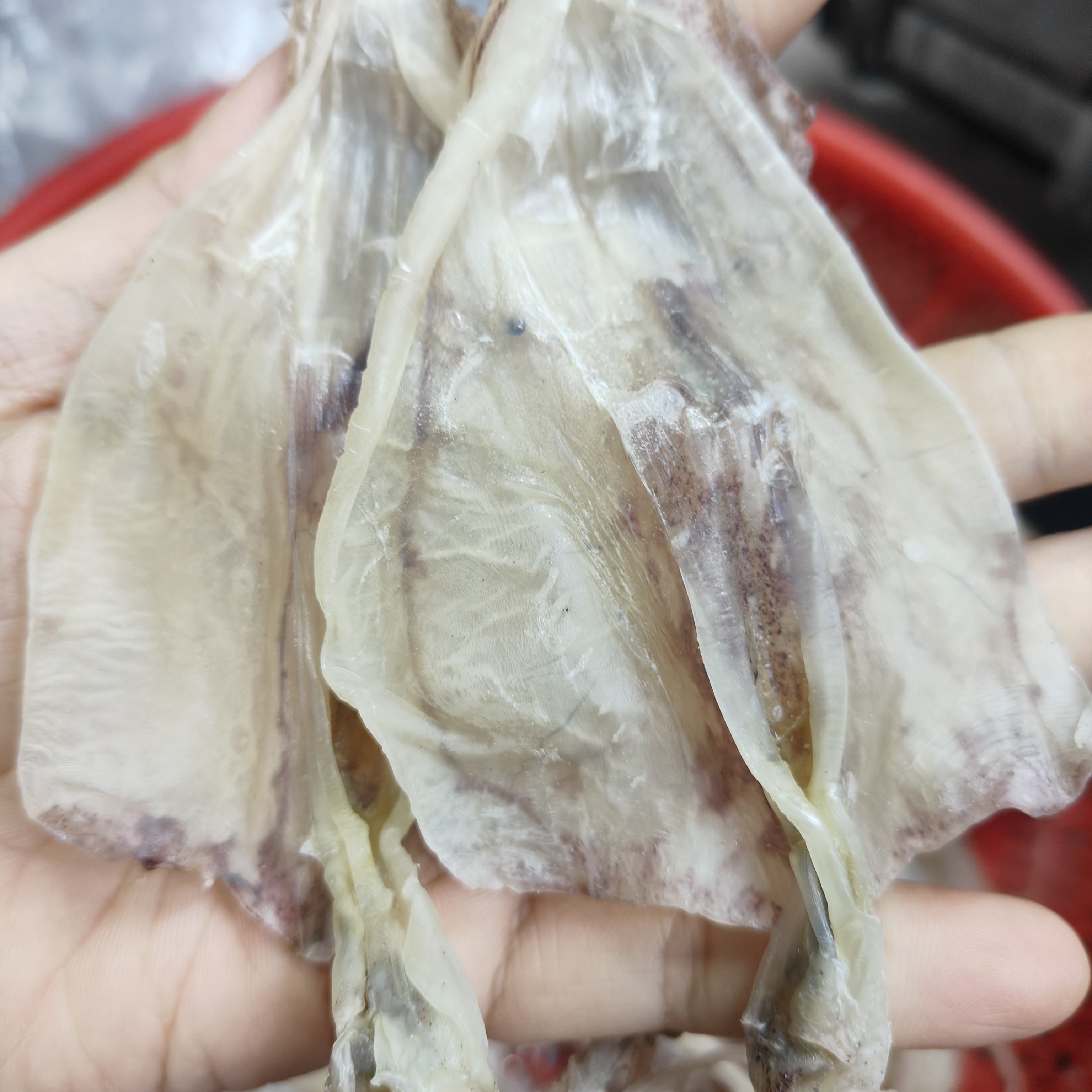 广东汕尾港就船双拖鱿脯家用新鲜可香煎手撕烧烤原船鱿鱼干炒菜