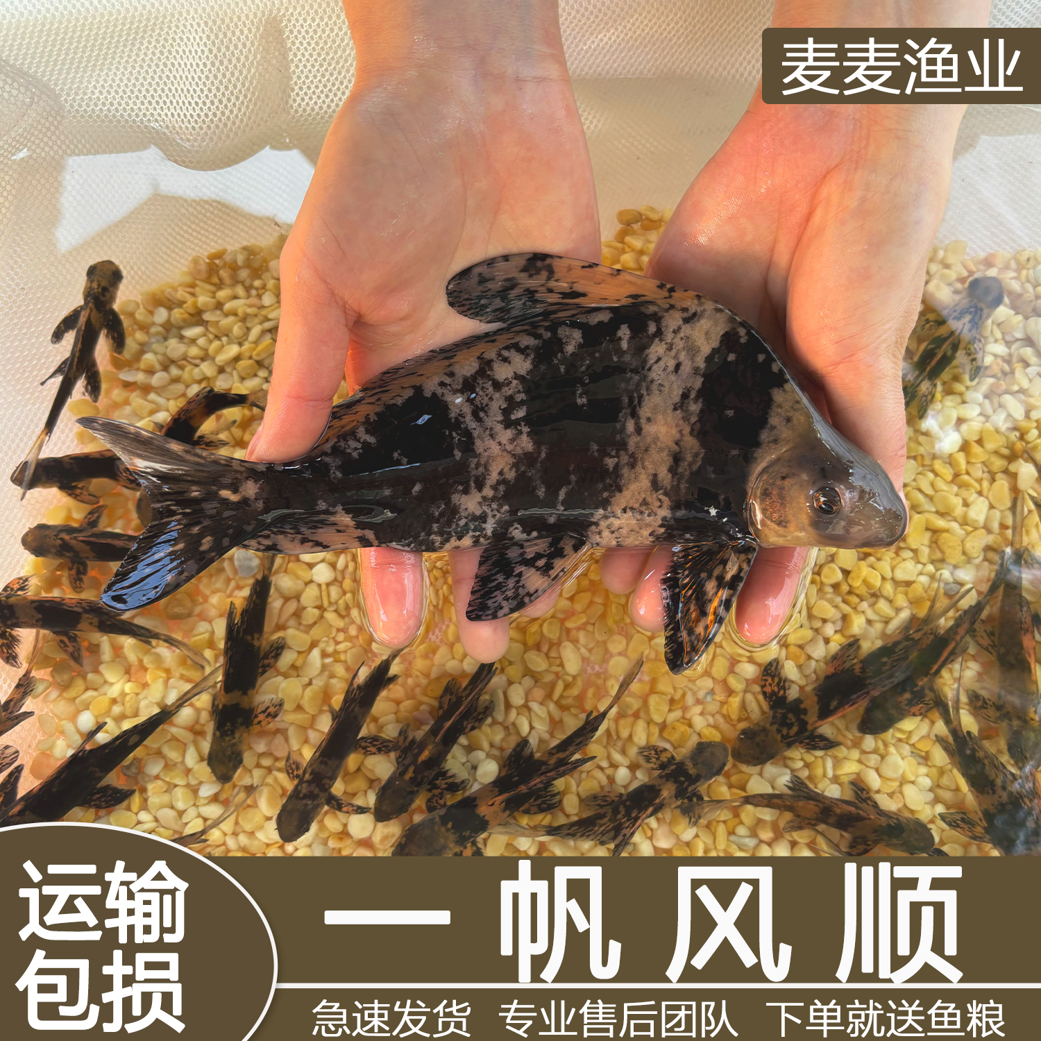 一帆风顺淡水观赏鱼好养耐活适合新手鱼缸养殖冷水可混养