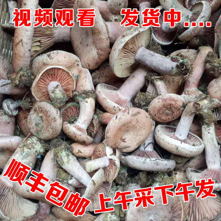 四川野生新鲜乌枞菌黄枞菌鹅绒菌