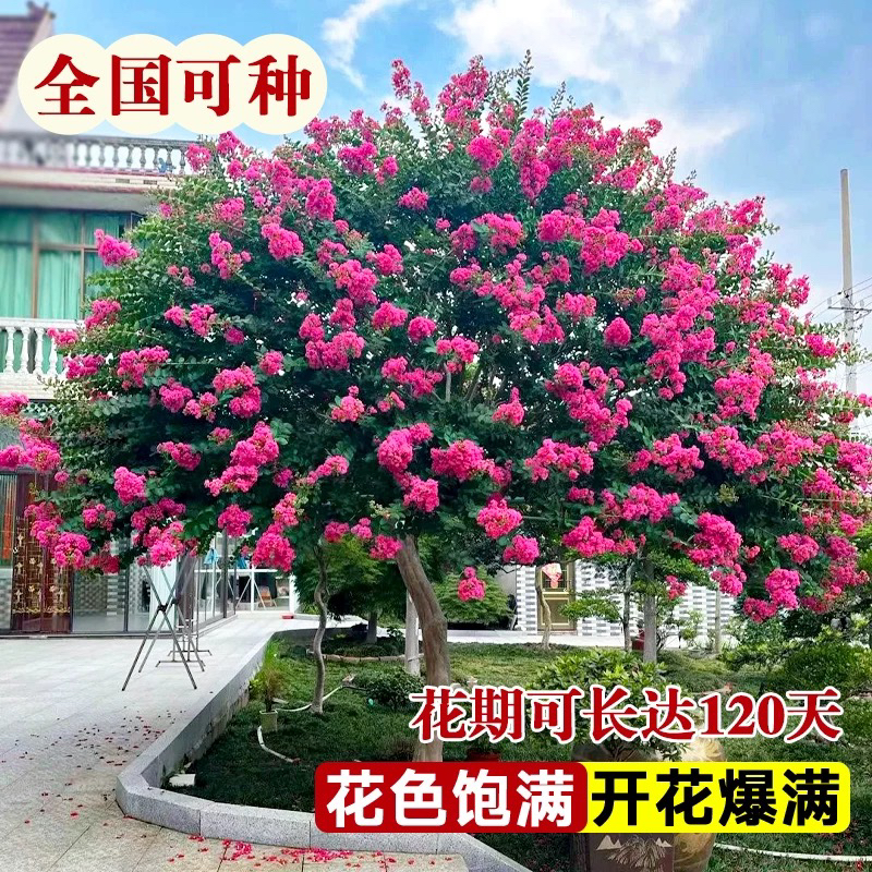 天鹅绒紫薇常年开花花量大耐寒耐旱适用于庭院景观