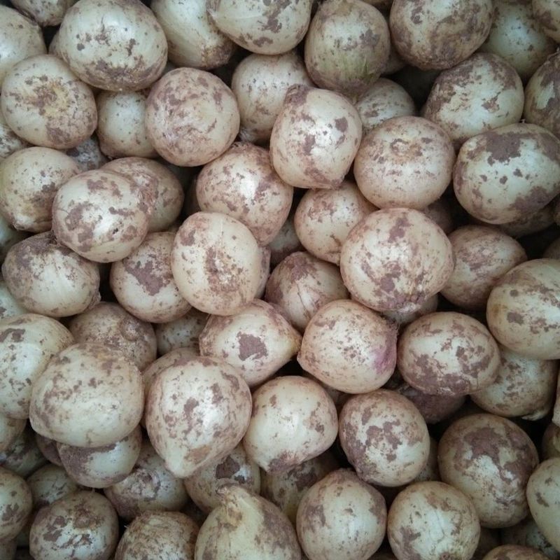 重庆新鲜苦藠头小根蒜芥菜疙瘩团葱野葱头薤白农家现挖生鲜食品