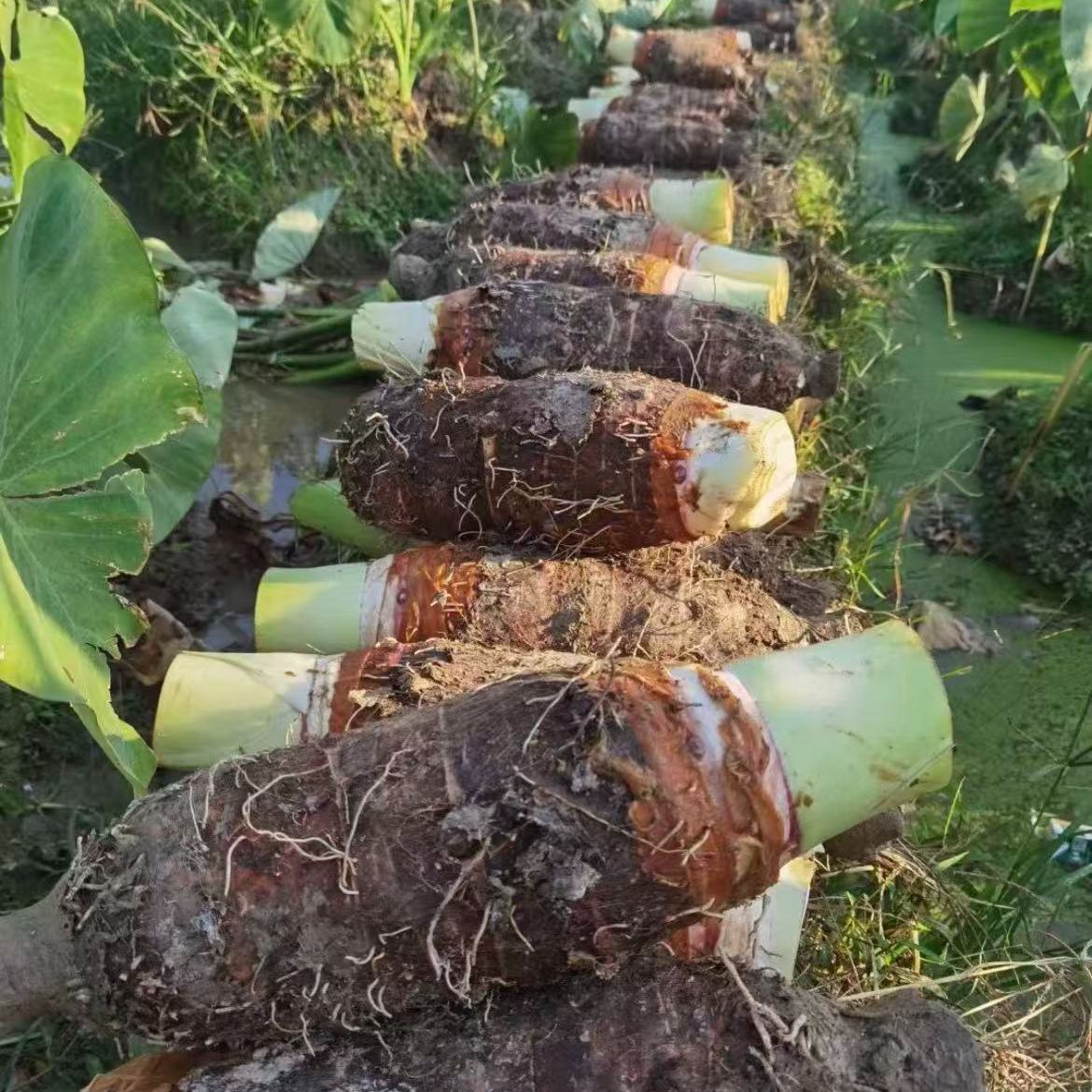 正宗韶关乐昌张溪炮弹香芋 现挖现发 京东发货