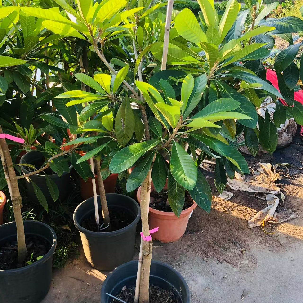 新品种麻美果一代芽条靠接中大苗