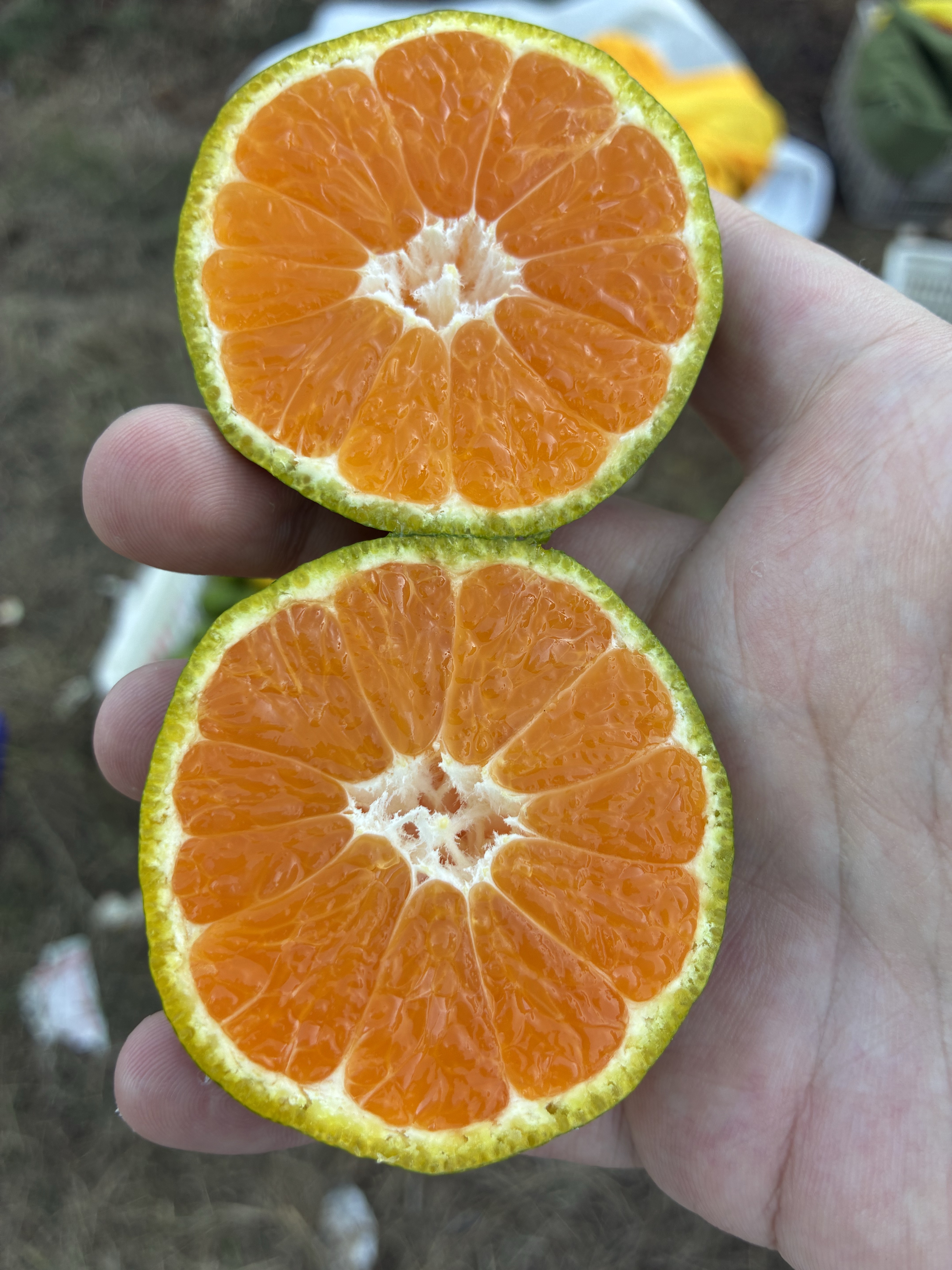 湖南常德石门柑橘，大芬四号。石门蜜橘特早熟现采现发蜜桔小果橘子