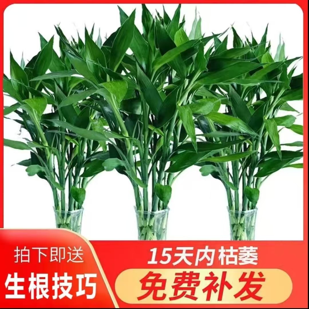 基地精选70-80厘米富贵竹水培植物室内客厅绿植简单易养节节高