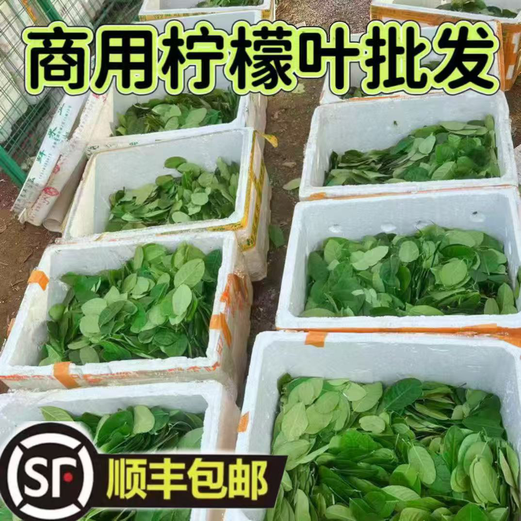 【顺丰包邮】新鲜广东香水柠檬叶切丝可作烹饪香料去腥增香鱼生配料