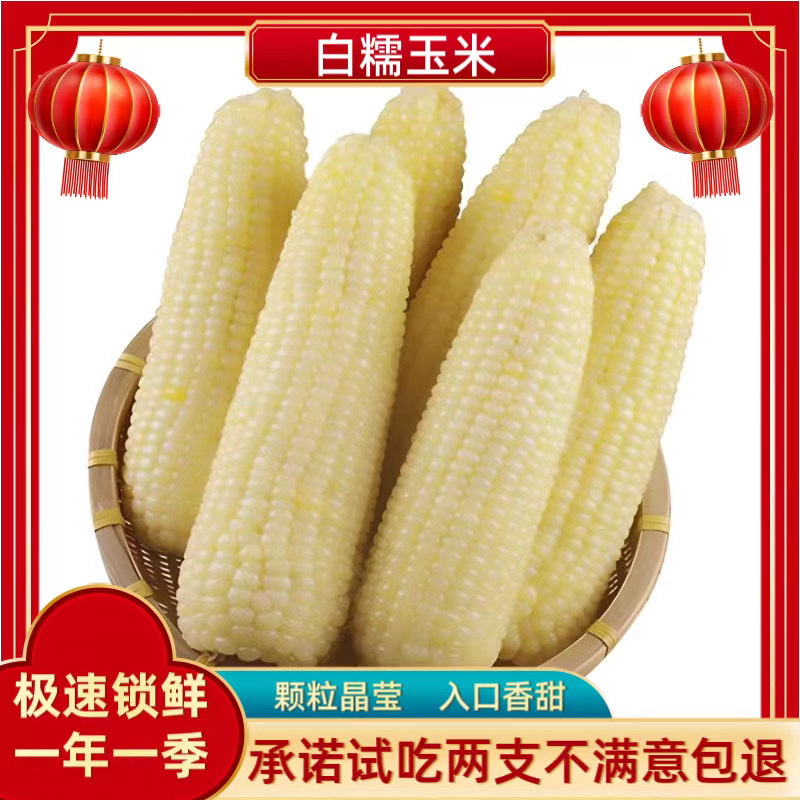 果大黏东北头茬白糯336玉米260g×10支