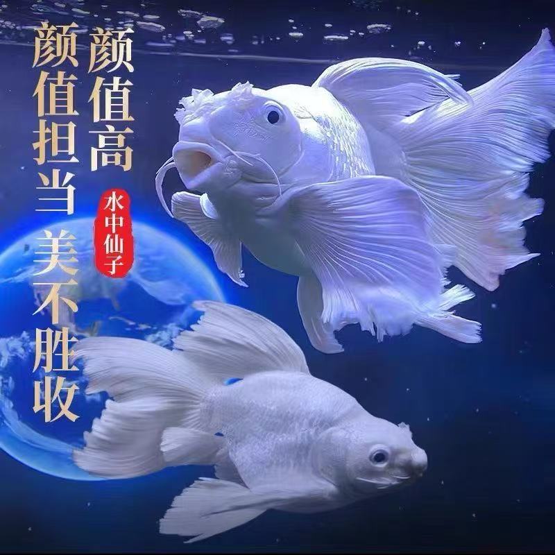 纯种短身球体蝴蝶鲤冷水观赏鱼好养耐活到家