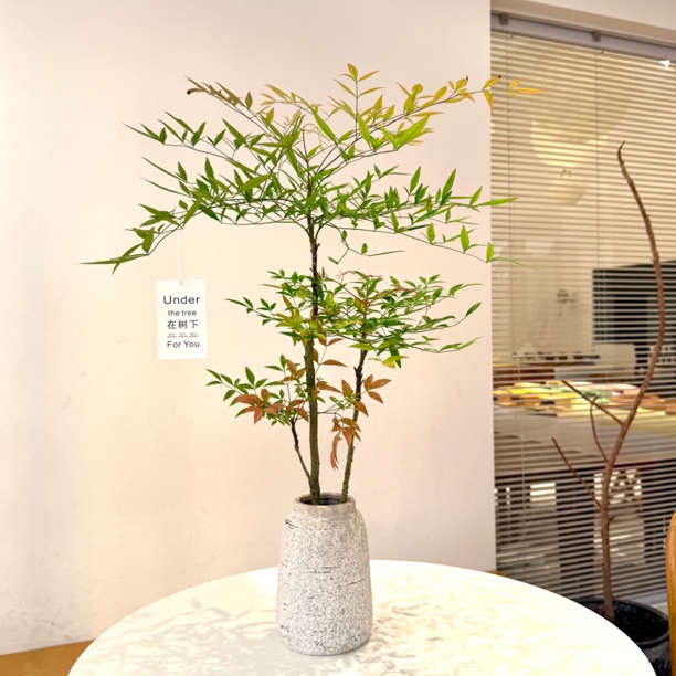 丛林老桩南天竹马醉木盆栽盆景室内阳台办公室耐阴好养花卉绿植