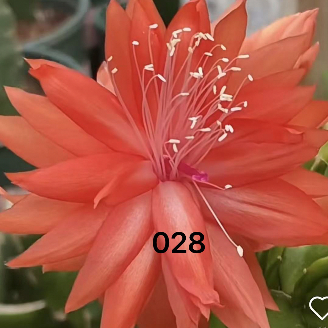 【进口嫁接蟹爪兰】花卉盆栽多色带花苞重瓣阳台植物四季开花蟹爪莲