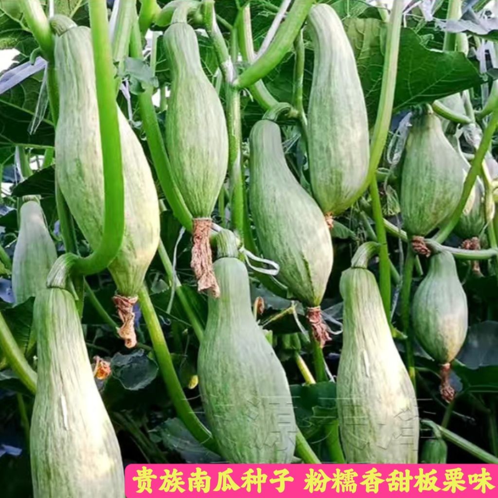 原厂春季新疆贵族南瓜种子粉糯香甜新鲜蔬菜金丝栗瓜甜南瓜板栗丑