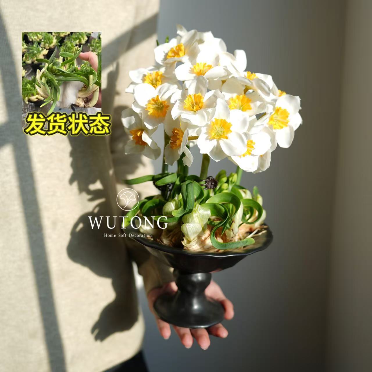 雕刻水仙花水培盆栽深度矮化漳州水仙