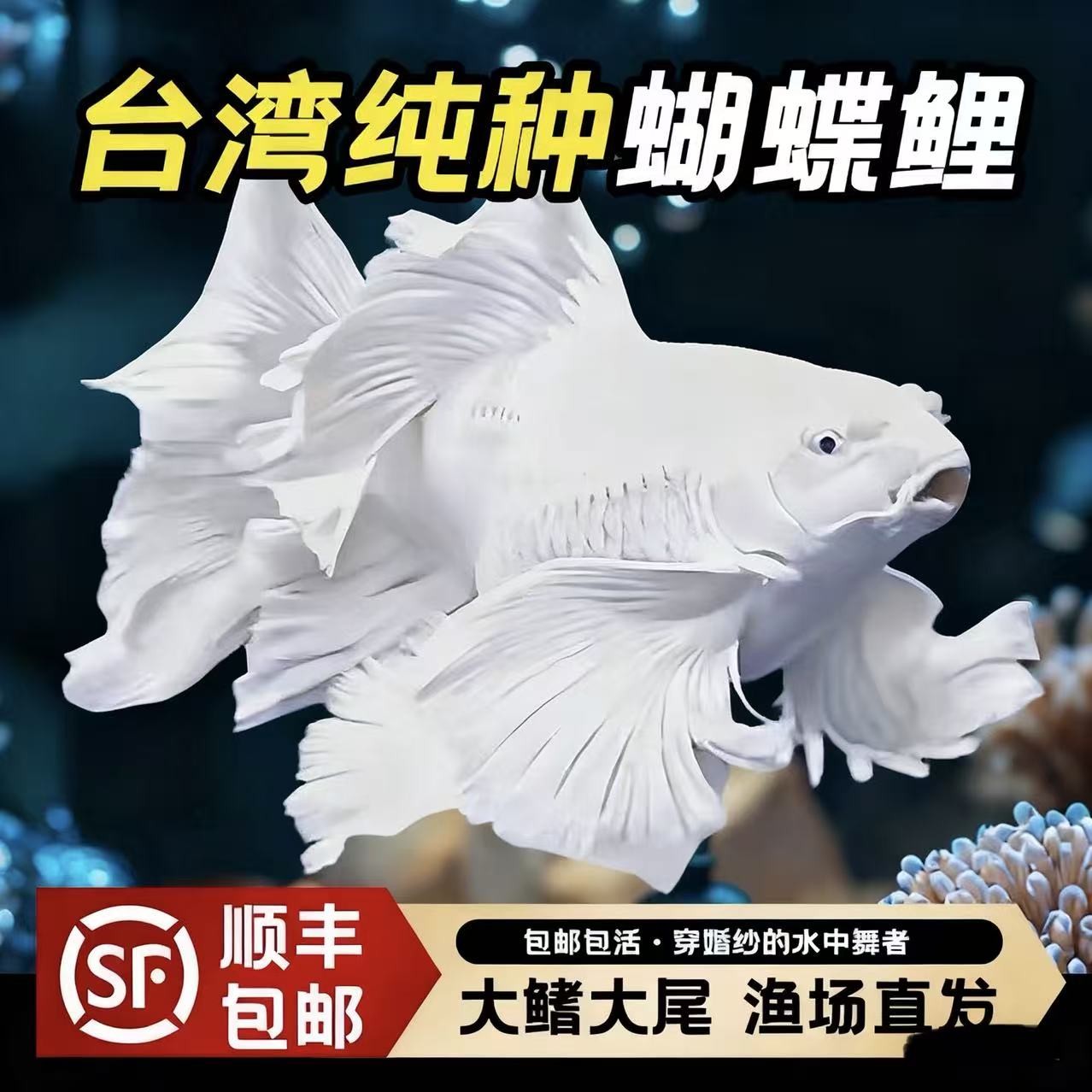 蝴蝶鲤短球体石膏白纯种台系精品蝴蝶鲤观赏鱼