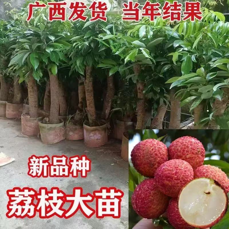 荔枝苗高压圈冰荔枝仙进奉桂味妃子笑盆栽庭院阳台地栽