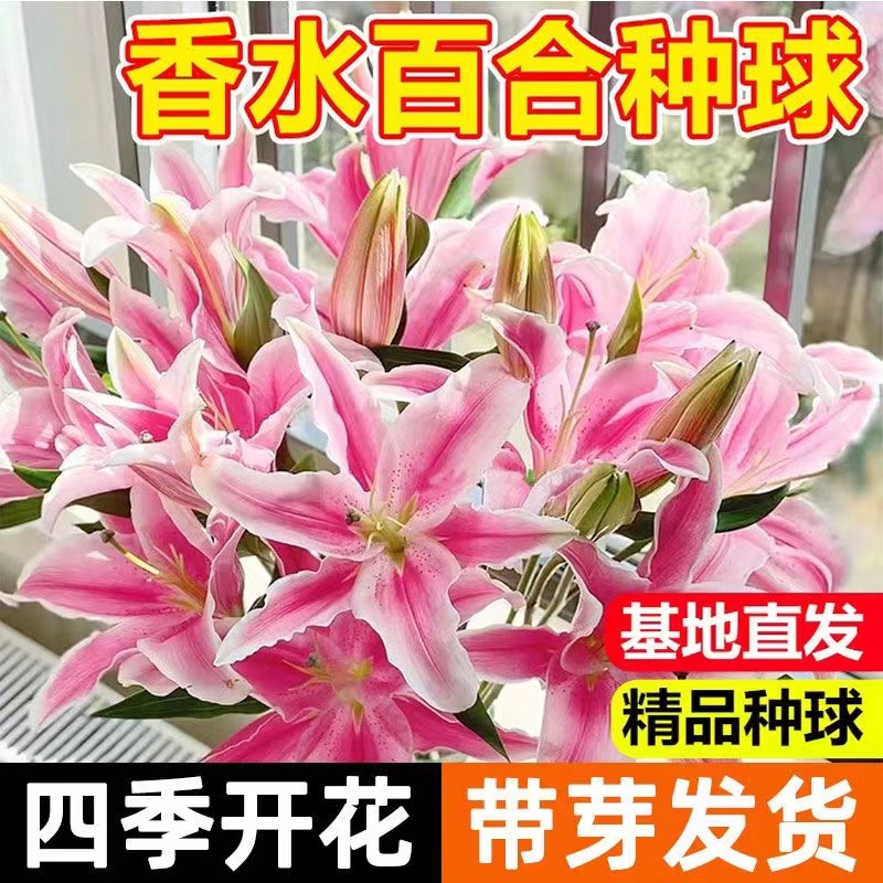 进口香水百合种球四季花卉好养易活盆栽室内花植物种子浓香种球