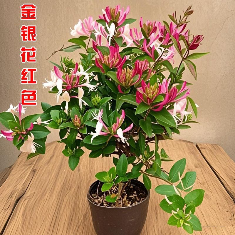 金银花树苗四季红色盆栽地栽爬藤阳台庭院南北方种植花卉好养易活