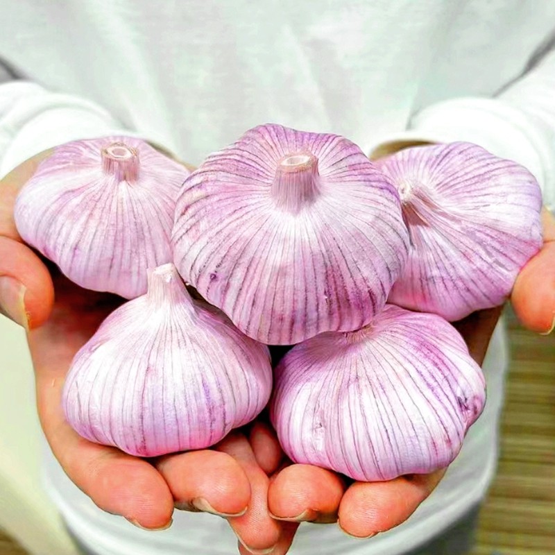【2025新干蒜】产地直发紫白皮应季十成干大蒜农产品生鲜