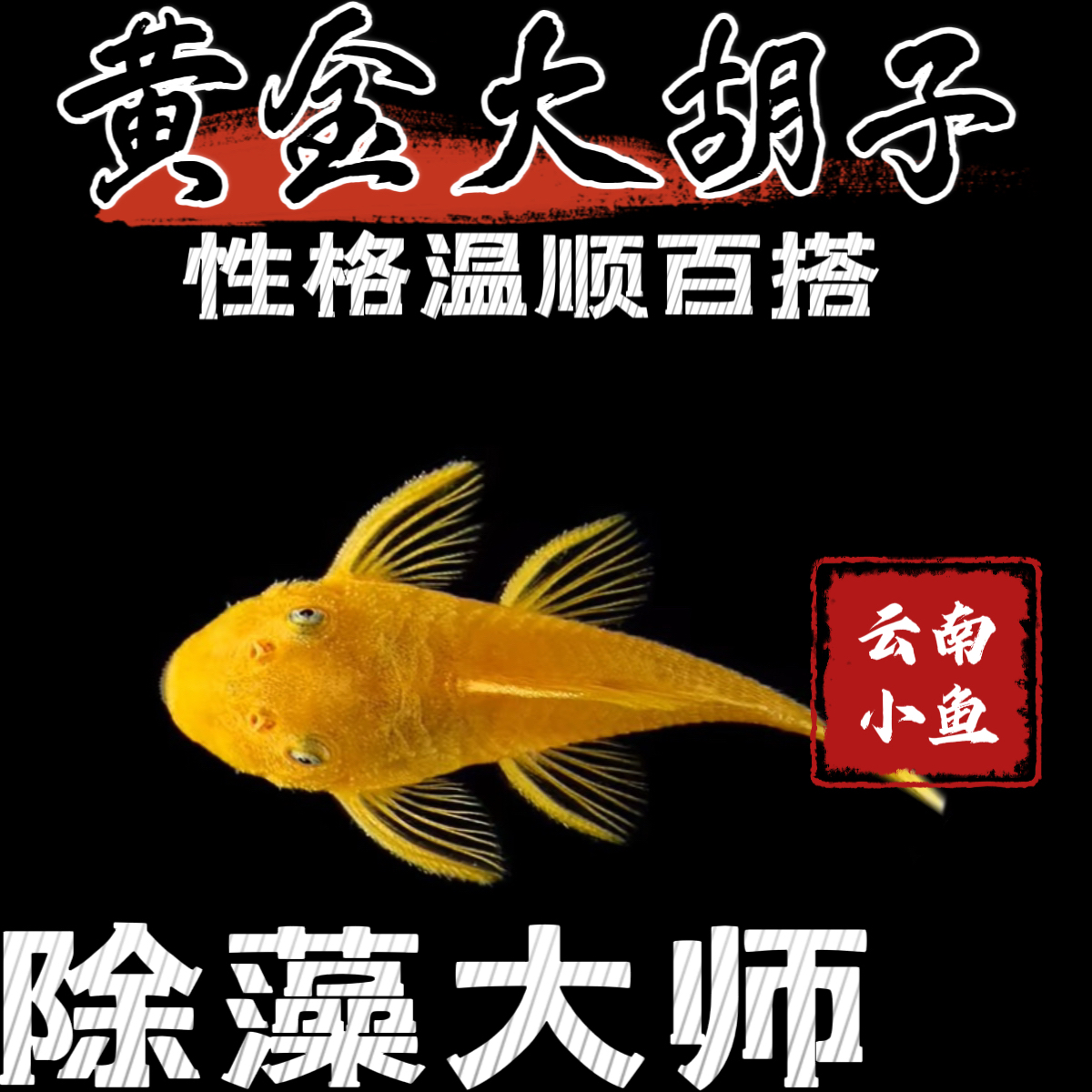 自家渔房繁殖红蓝眼黄金大胡子清洁鱼亚成鱼入门好养适合各种缸
