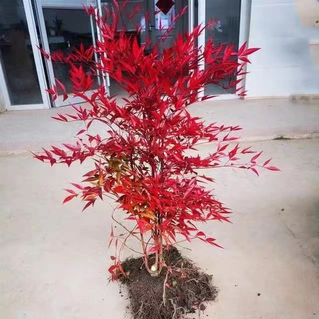 火焰南天竹盆栽室内外可养耐寒耐热四季不落叶好养活