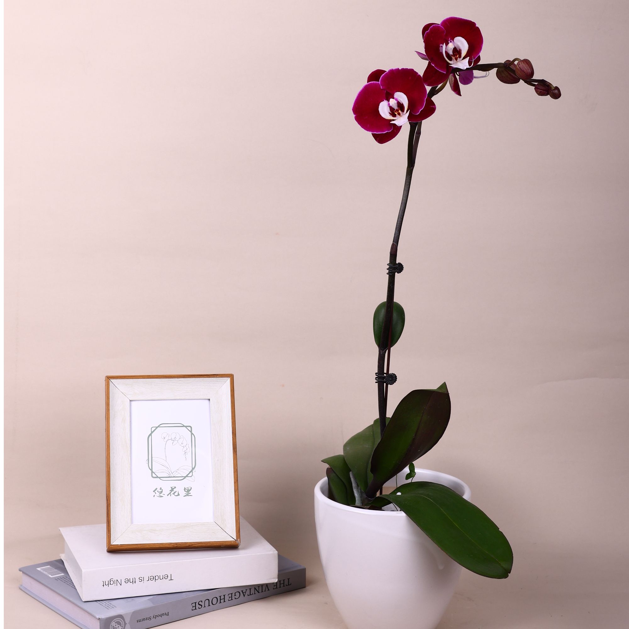 悠花里蝴蝶兰【SSSSS米歇尔3.0寸杯】带花带花苞开花珠发货