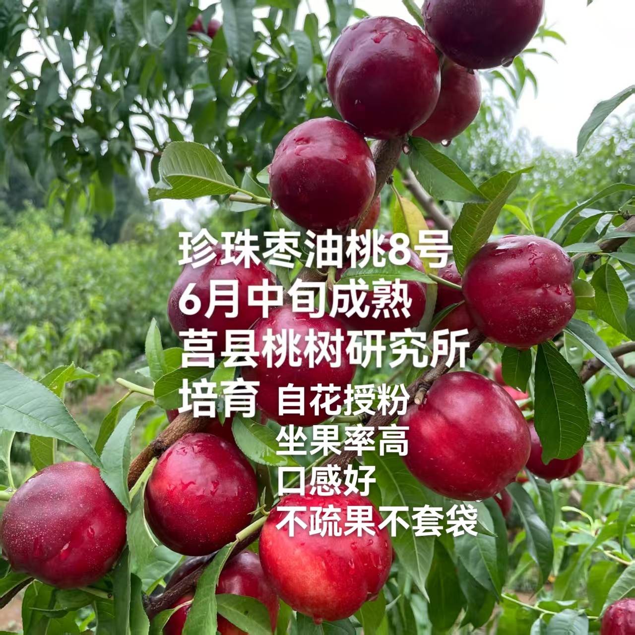 珍珠枣油桃8号桃苗，育种家源头